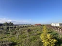 IMG_1328.jpg