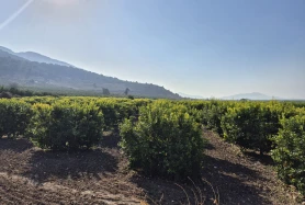 EKİNOX AKTİF TEN HAVRANİYE DE 23 DÖNÜM DİKENLİ LİMON BAHÇESİ