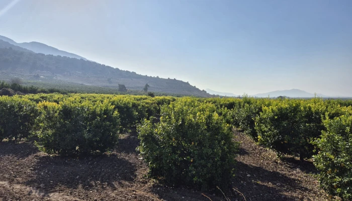 WhatsApp Image 2025-05-14 at 14.02.55 (1).jpg