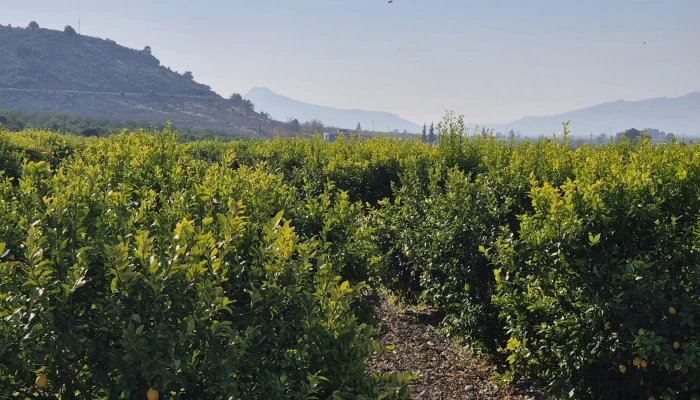 WhatsApp Image 2025-05-14 at 14.02.55.jpg