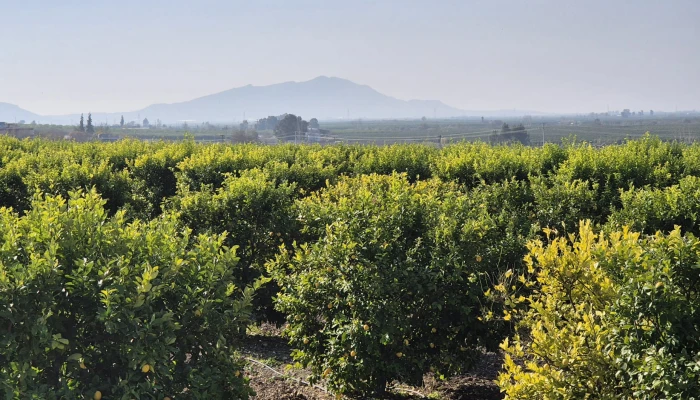 WhatsApp Image 2025-05-14 at 14.02.53 (1).jpg