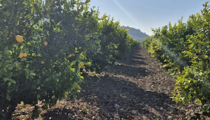 WhatsApp Image 2025-05-14 at 14.02.50.jpg