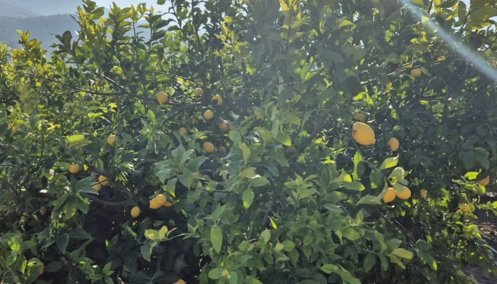 WhatsApp Image 2025-05-14 at 14.02.46 (2).jpg