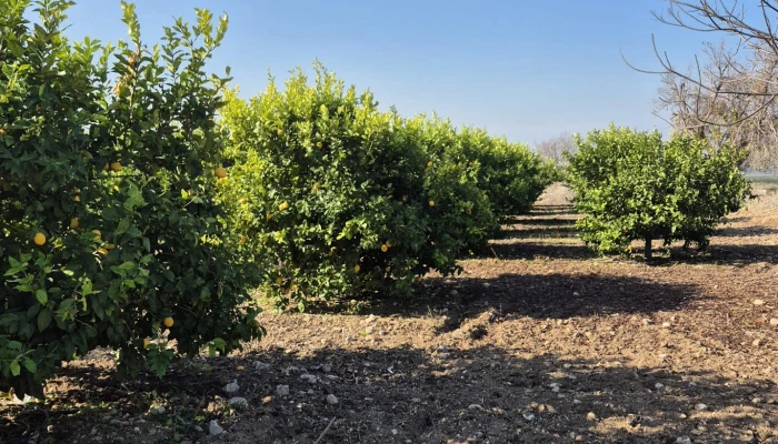 WhatsApp Image 2025-05-14 at 14.02.46 (1).jpg