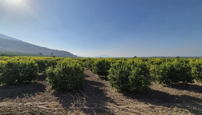 WhatsApp Image 2025-05-14 at 14.02.45.jpg