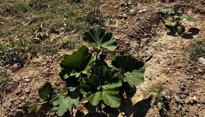 WhatsApp Görsel 2025-06-12 saat 12.45.15_8826555d.jpg