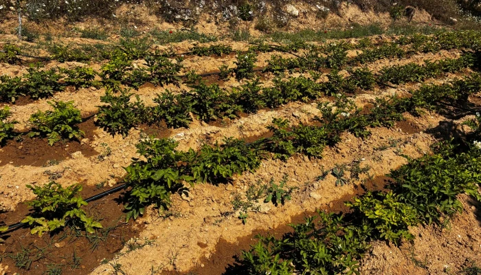 WhatsApp Görsel 2025-06-12 saat 12.45.15_a5c1bcbc.jpg