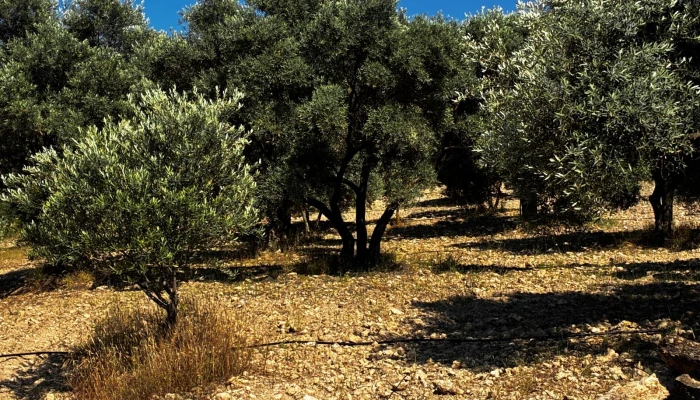 WhatsApp Görsel 2025-06-12 saat 12.45.16_6f1b52cd.jpg