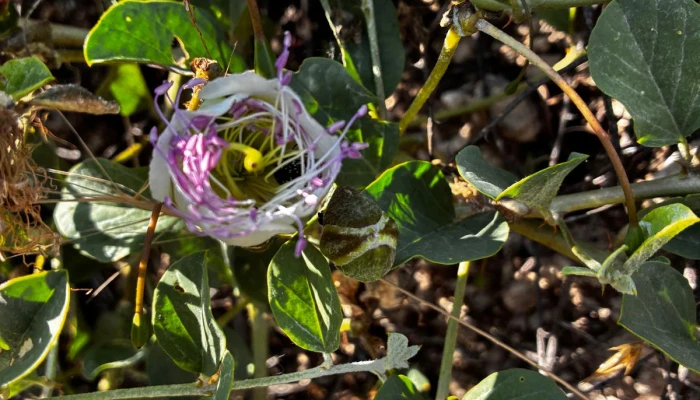 WhatsApp Görsel 2025-06-12 saat 12.45.16_4ae9751f.jpg