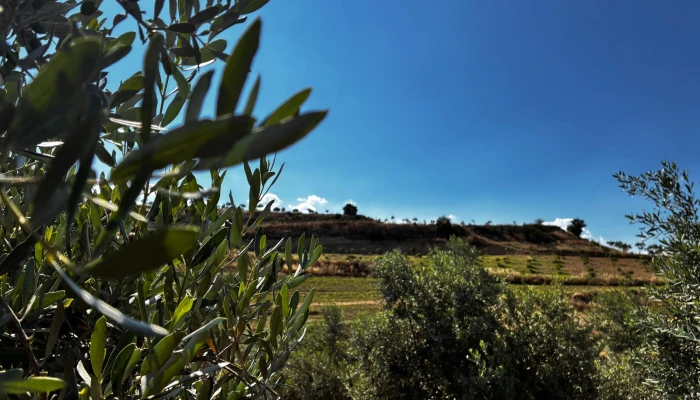 WhatsApp Görsel 2025-06-12 saat 12.45.16_3e3a1650.jpg