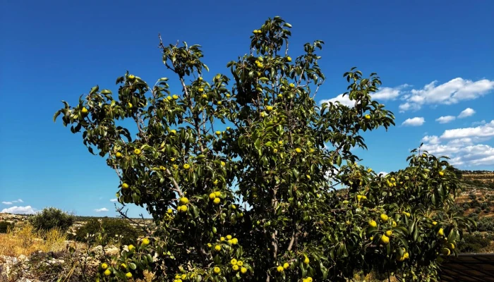 WhatsApp Görsel 2025-06-12 saat 12.45.16_ff0ebe83.jpg