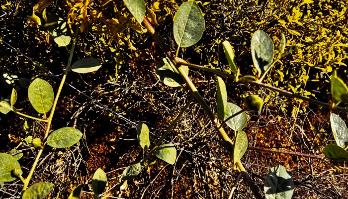 WhatsApp Görsel 2025-06-12 saat 12.45.16_315e7aa5.jpg