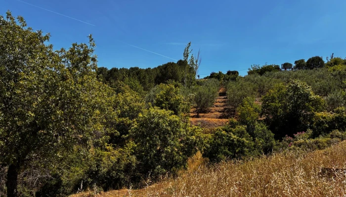 WhatsApp Görsel 2025-07-20 saat 19.44.35_1eb09769.jpg