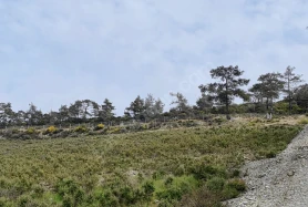 Şirince’de Turizm ve Tarım Yatırımına Uygun 30 Dönüm Arazi – Bakanlık Belgeli