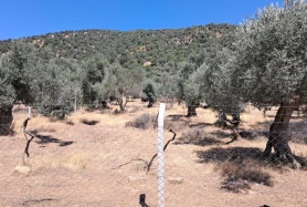 Bayındır Yusuflu, İslamderesi Mevkiinde Satılık Zeytinlik