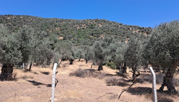 WhatsApp Görsel 2025-09-12 saat 17.41.23_814ddd0b.jpg