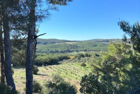 İzmir Bergama Koyunelinde verimli zeytinlik