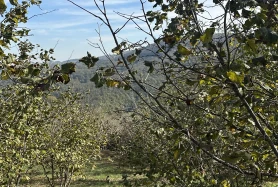 ACİL! Kandıra Ahmethacılar'da Satılık Fındık Bahçesi