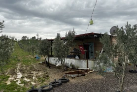 Bergama'da Zeytin Ağaçlarıyla Zamansız Bir Yaşam Alanı