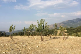 İZMİR MANİSA SINIRI KARAKOCA'DA ULAŞIMI KOLAY 3 DÖNÜM TARLA