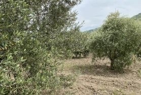 MANİSA SARUHANLI BÜYÜKBELEN'DE SATILIK 2.731 M2 ZEYTİNLİK