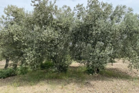 MANİSA SARUHANLI BÜYÜKBELEN'DE SATILIK 4.119 M2 ZEYTİNLİK