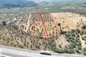 Çakırbeyli'de Yola Cephe Ruhsatlı Sondajlı 800 Ağaçlı Zeytinlik