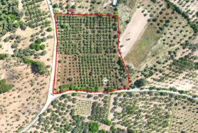 İZMİR BUCA DOĞANCILARDA 12.686 m² ZEYTİNLİ TARLA